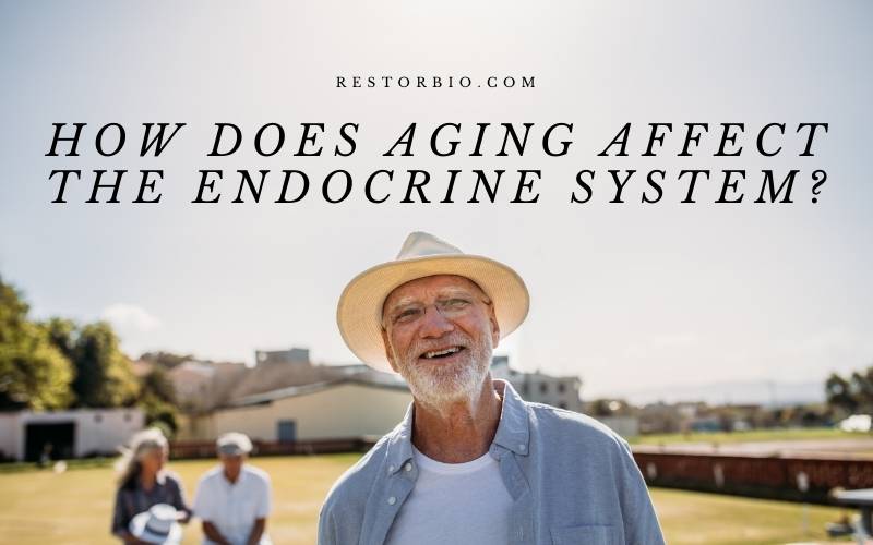 How Does Aging Affect The Endocrine System Top Full Guide 2022 ResTORbio How Does Aging Affect The Endocrine System Top Full Guide 2022 ResTORbio