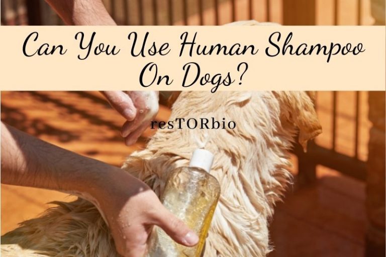 Can You Use Human Shampoo On Dogs? Restore Skin and Hair with Product